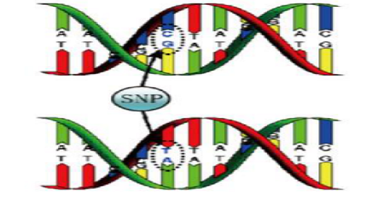 图片6-SNP检测.png
