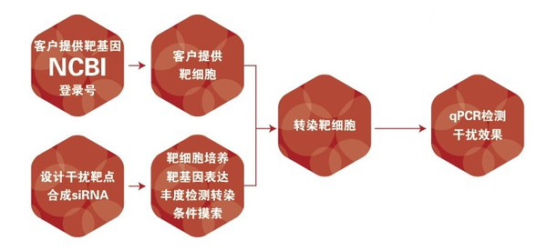 图片19-siRNA的细胞转染及筛选.png