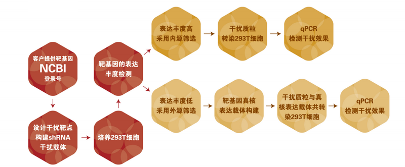 图片23-shRNA载体构建及筛选.png