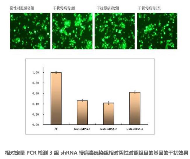图片24-RNA病毒包装及筛选.jpg
